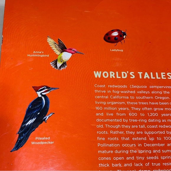 2004 Golden Gate National Parks Conservancy Tallest Tree 6 Foot Growth Chart - Picture 12 of 16